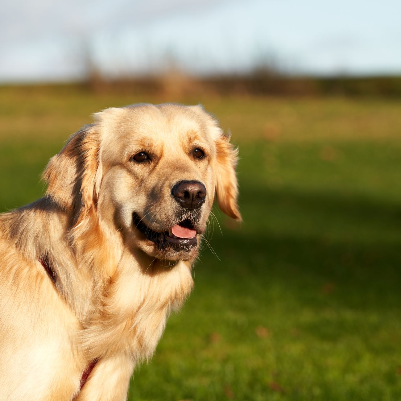 Golden Retriever tobt glücklich über einer Wiese