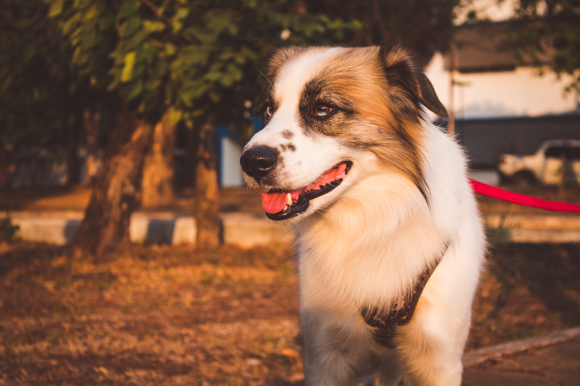 Hund mit roter Leine genießt einen sonnigen Spaziergang