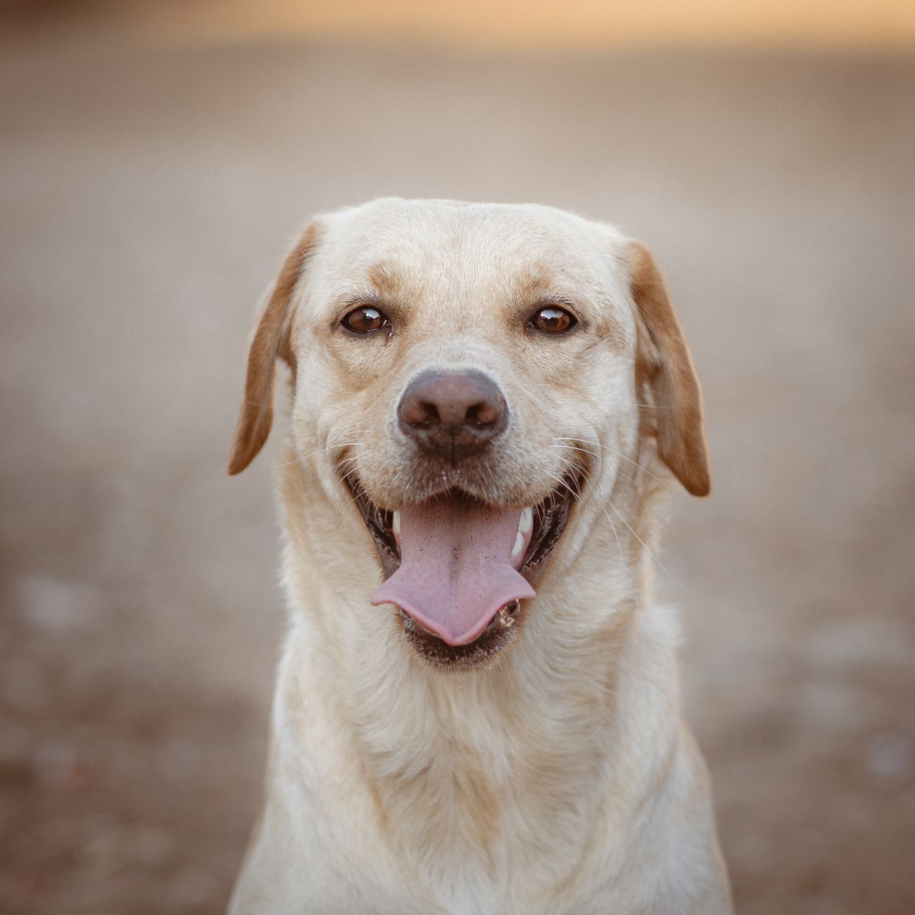 Lachender Labrador Retriever sitzt aufmerksam im Freien