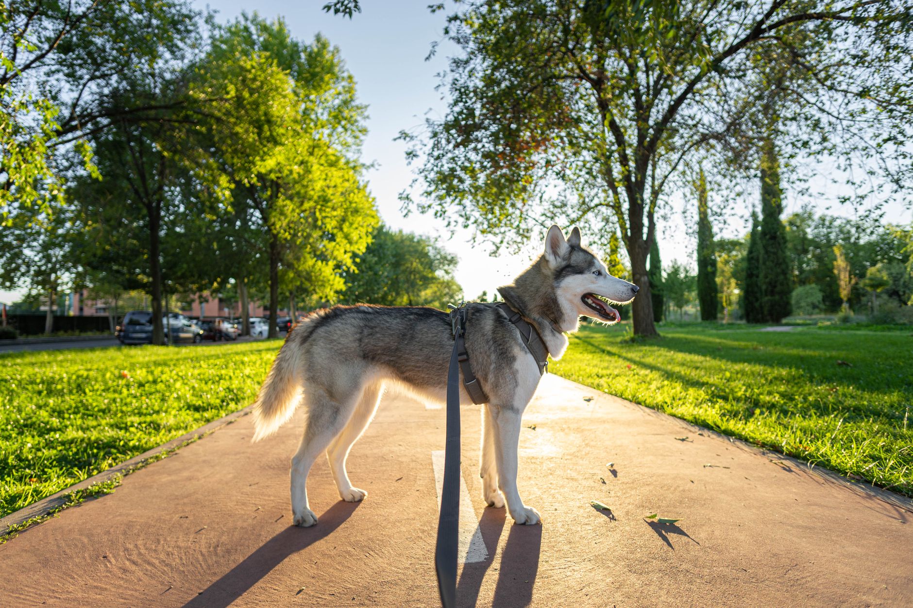 Husky läuft fröhlich auf einem Parkweg im Geschirr